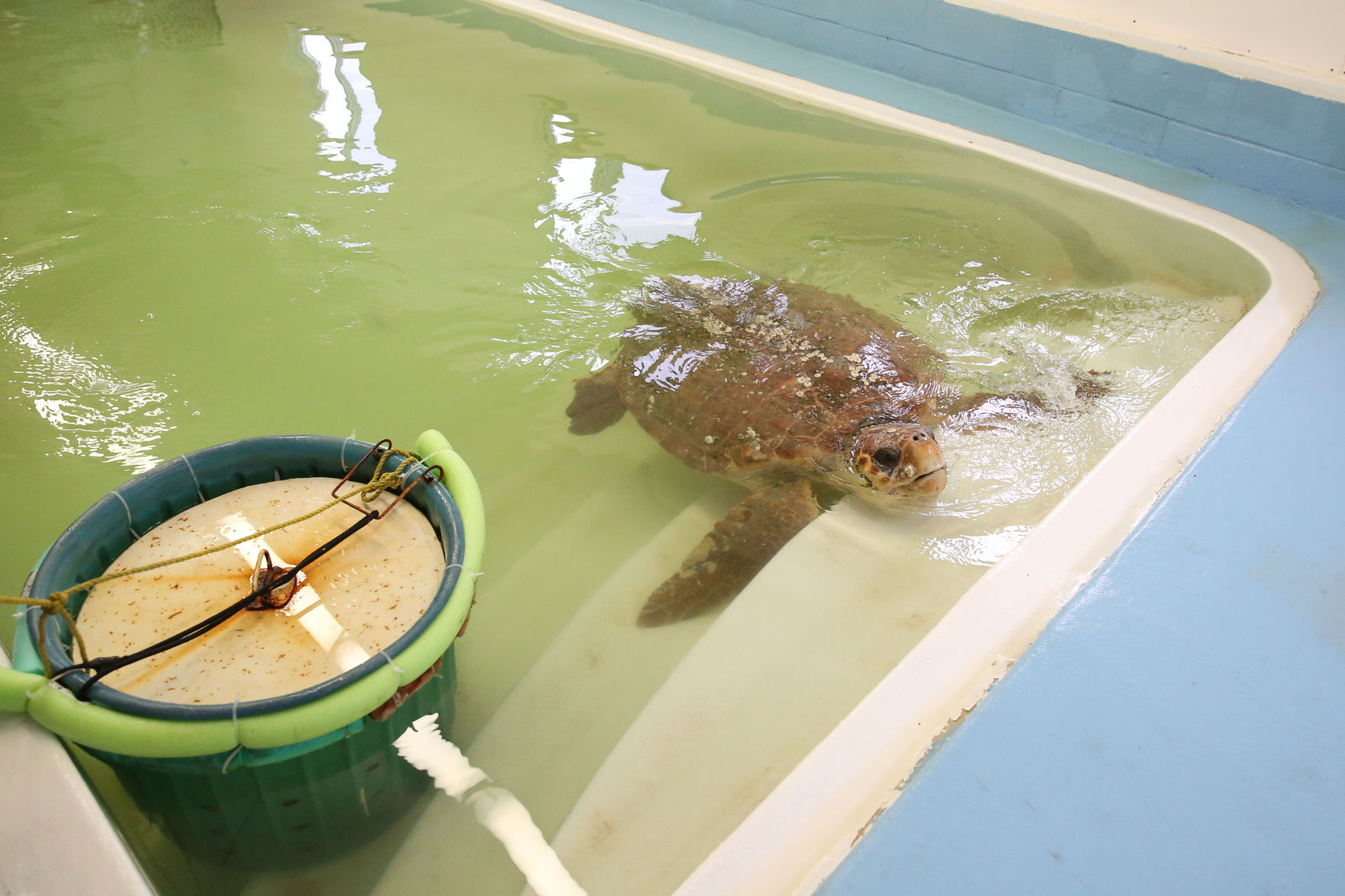Loggerheads